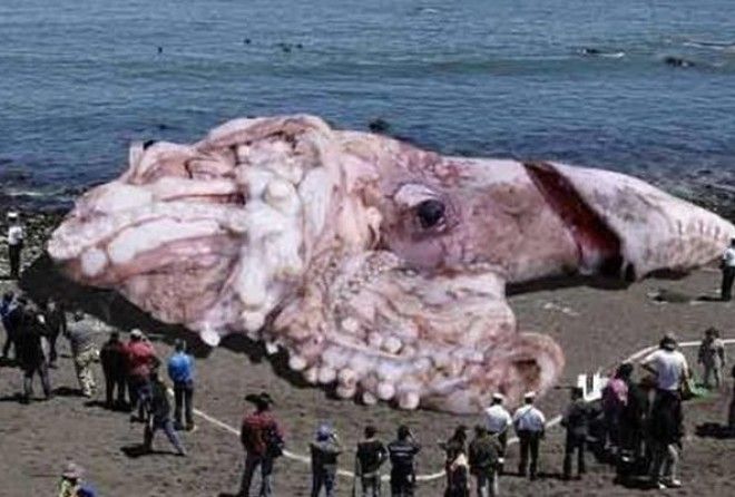 Размеры поражают