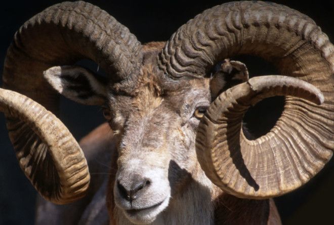 Мало кто на планете Земля может сказать о своих рогах с гордостью