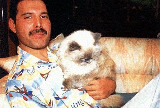 Фредди Меркьюри был заядлым кошатником - любил и баловал питомцев, как родных детей.
