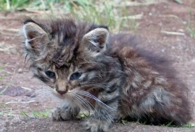 Олеся терпеть не могла котят, но любила Дениса. Денис же,не любил Олесю, но любил домашних животных.