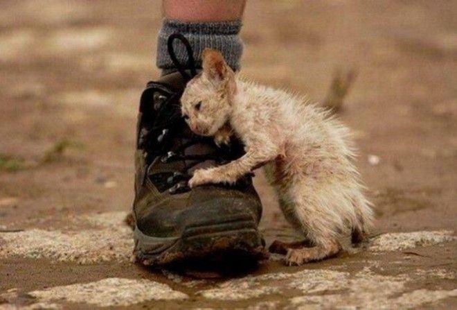 Фотографии, которые никого не оставят равнодушными.