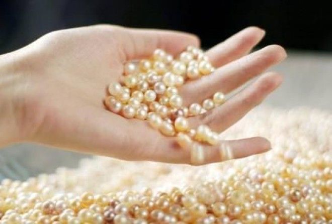Только 5% собранных устриц производят жемчуг высокого качества.